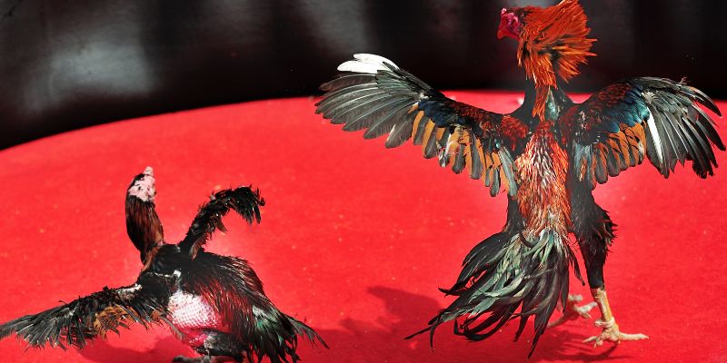 Lý do nên chọn đá gà Iwin